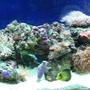 44 gallons reef tank (mostly live coral and fish) - Nicalex Reef Tank - June 2010 A selection of soft corals plus a Yellow Mimic Tang, a Clownfish and a Blue Damsel.