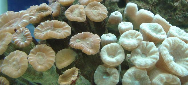 corals inverts - caulastrea furcata - candy cane coral stocking in 44 gallons tank - Candycane Corals. We have just moved them into the Aquaone 900 from a smaller tank with no proper lighting and no protein skimmer etc and now I have seen a massive improvement in the health of these candy canes. The bright green stripes are returning to the browny coloured one! and their little tenticles come out much more often.