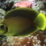 saltwater fish - acanthurus pyroferus - mimic lemon peel tang stocking in 44 gallons tank - Mimic Tang