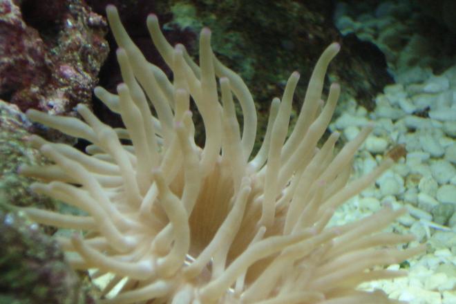 corals inverts - entacmaea quadricolor - bulb anemone stocking in 44 gallons tank - Bubbletip Anemone