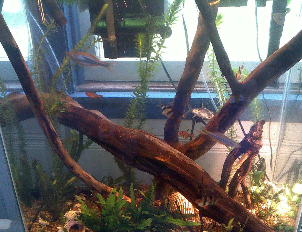 30 gallons planted tank (mostly live plants and fish) - second picture