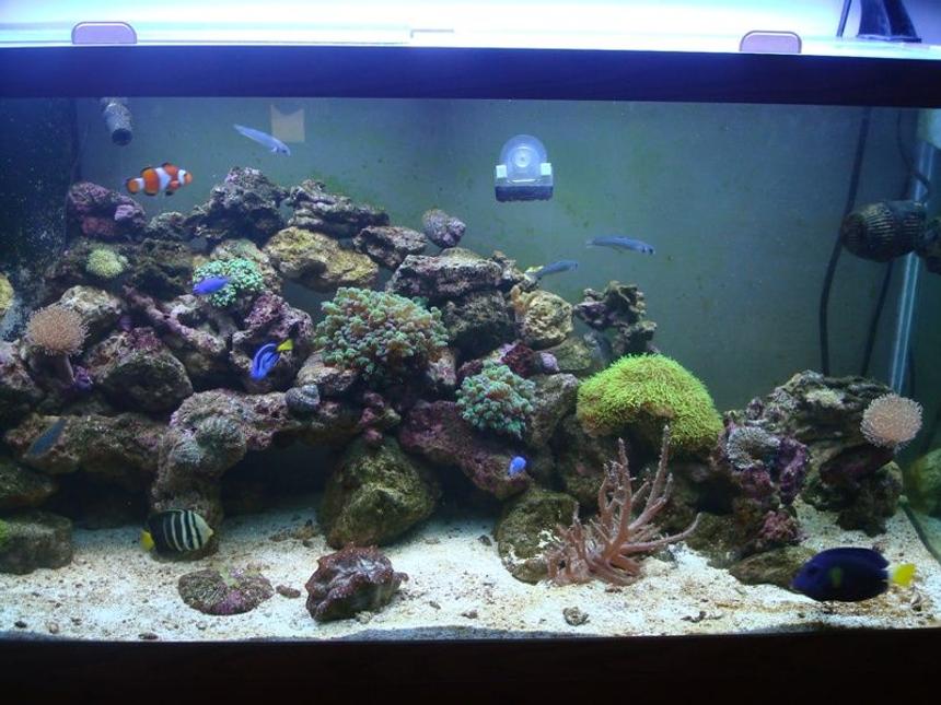 Rated #71: 90 Gallons Reef Tank - All Glass fish/reef tank. Aquatic Life 6bulb t-5. Protein skimmer. Refugium.