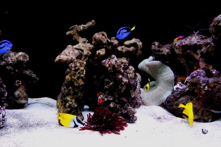 Rated #8: Saltwater Fish - Paracanthurus Hepatus - Blue Tang Stocking In 60 Gallons Tank - A 6ft FOWLR Tank located at where i work in Singapore, STOLZ Engrg...