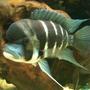 freshwater fish - cyphotilapia frontosa - frontosa cichlid stocking in 132 gallons tank - my frontosa and royal plec in background
