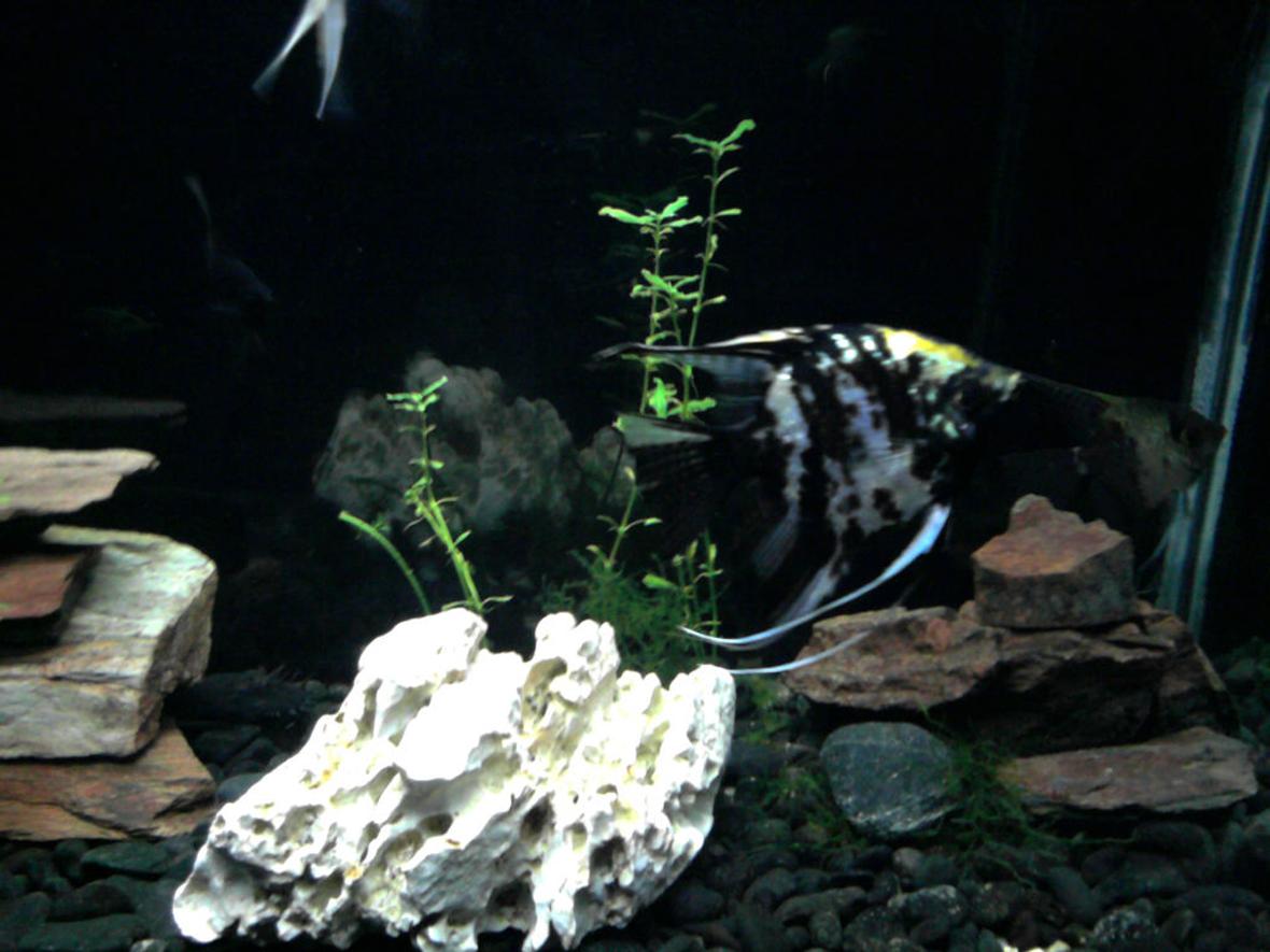 freshwater fish - pterophyllum sp. - koi angel stocking in 30 gallons tank - "Tiger"