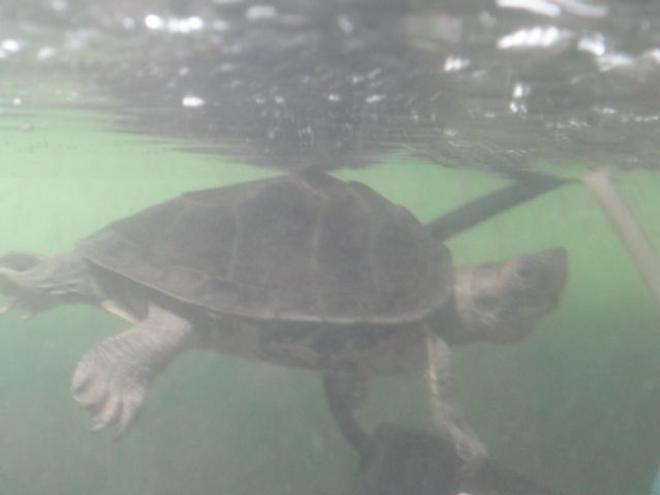 corals inverts stocking in 68 gallons tank - my turtle he is 3 yrs old since in my tank