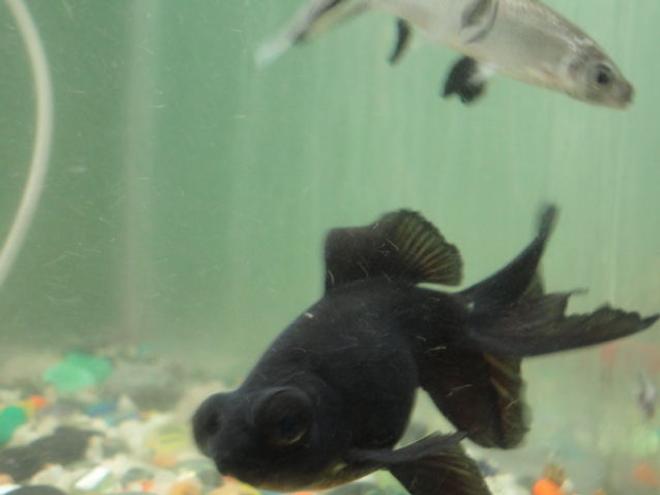 freshwater fish - carassius auratus - black moor goldfish stocking in 68 gallons tank - telescopic eye black gold (black moore)& bala(silver) shark