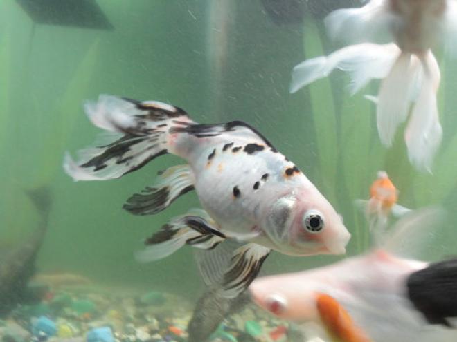 freshwater fish - carassius auratus - shubunkin goldfish stocking in 68 gallons tank - suyunkin&albino tiger abobe fins of red cap biggi