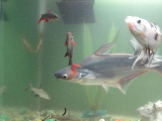 freshwater fish - galeocerdo cuvier - tiger shark stocking in 68 gallons tank - black rainbow sharks,behind albino rainbow shark,bala silver sharks,tiger shark and subyunkin gold