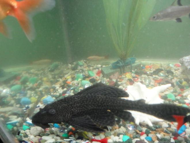 freshwater fish - glyptoperichthys gibbiceps - sailfin pleco (l-83) stocking in 68 gallons tank - my most royal and loved one pelco i bought him 4.5 yrs back oldest in my tank also grown to 12" from 1" i love him