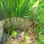 freshwater fish - botia macracantha - clown loach stocking in 55 gallons tank - clown loach