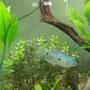 freshwater fish - trichogaster trichopterus - blue gourami stocking in 55 gallons tank - three spot gourami blue