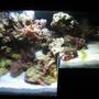 1 gallon reef tank (mostly live coral and fish) - The Reef's Edge