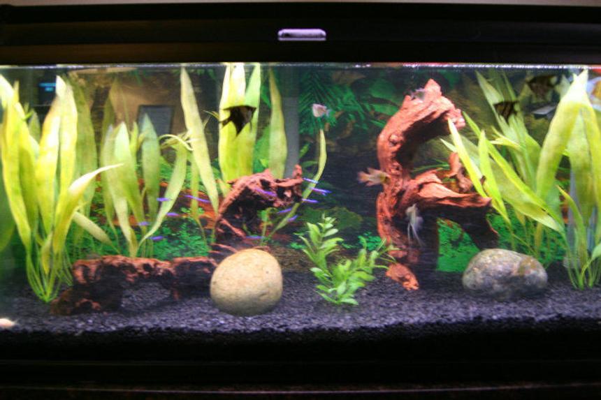 Rated #92: 40 Gallons Freshwater Fish Tank - tank set up with an amazonian theme/vibe/ambiance/decor: 4 young angels
3 blue long fin rams
2 hatchets
12 cardinal tetras
3 cory cats
1 small bushy nose pleco