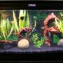 40 gallons freshwater fish tank (mostly fish and non-living decorations) - tank set up with an amazonian theme/vibe/ambiance/decor: 4 young angels 3 blue long fin rams 2 hatchets 12 cardinal tetras 3 cory cats 1 small bushy nose pleco
