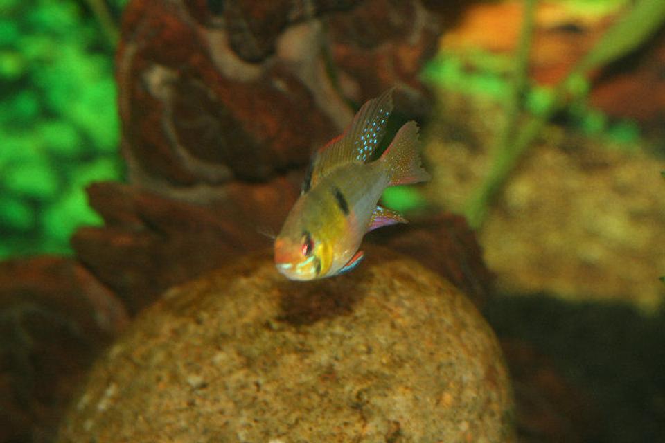 freshwater fish - papiliochromis ramirezi - german blue ram stocking in 40 gallons tank - long fin ram