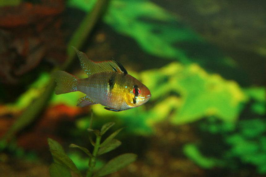 Rated #447: Freshwater Fish - Papiliochromis Ramirezi - German Blue Ram Stocking In 40 Gallons Tank - long fin ram