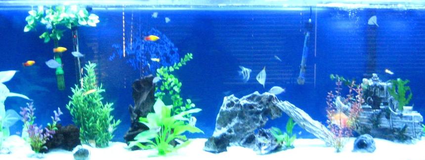 Rated #200: 135 Gallons Freshwater Fish Tank - My 135 gallon tank and i just changed my tank to a salt water tank so i will get those pictures up soon
