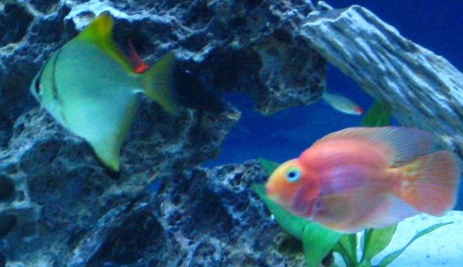 freshwater fish - monodactylus argenteus - mono stocking in 135 gallons tank - My Mono and Parrot fish