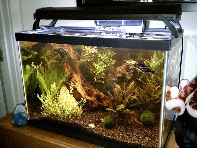 125 gallons planted tank (mostly live plants and fish) - Natural 20G...Its running a Bio-Wheel 200 and a 50w Pro Stealth heater. Eco-Complete substrate and african driftwood(still leeching after 6 months) The plants are wisteria, hornwort, java fern, anacharis, baby dwarf tears and floating baby tears. A Madagascar lace, plus some others I cant remember the names. Plus 2 marimo moss balls. The inhabitants are 2 dwarf gouramis, 2 blue rams, 2 black mollys, 2 long finned leopard danios, 2 zebra danios and 2 mystery snails.