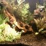 fish tank picture - Natural 20G (closer)
