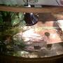fish tank picture - Internal turtle