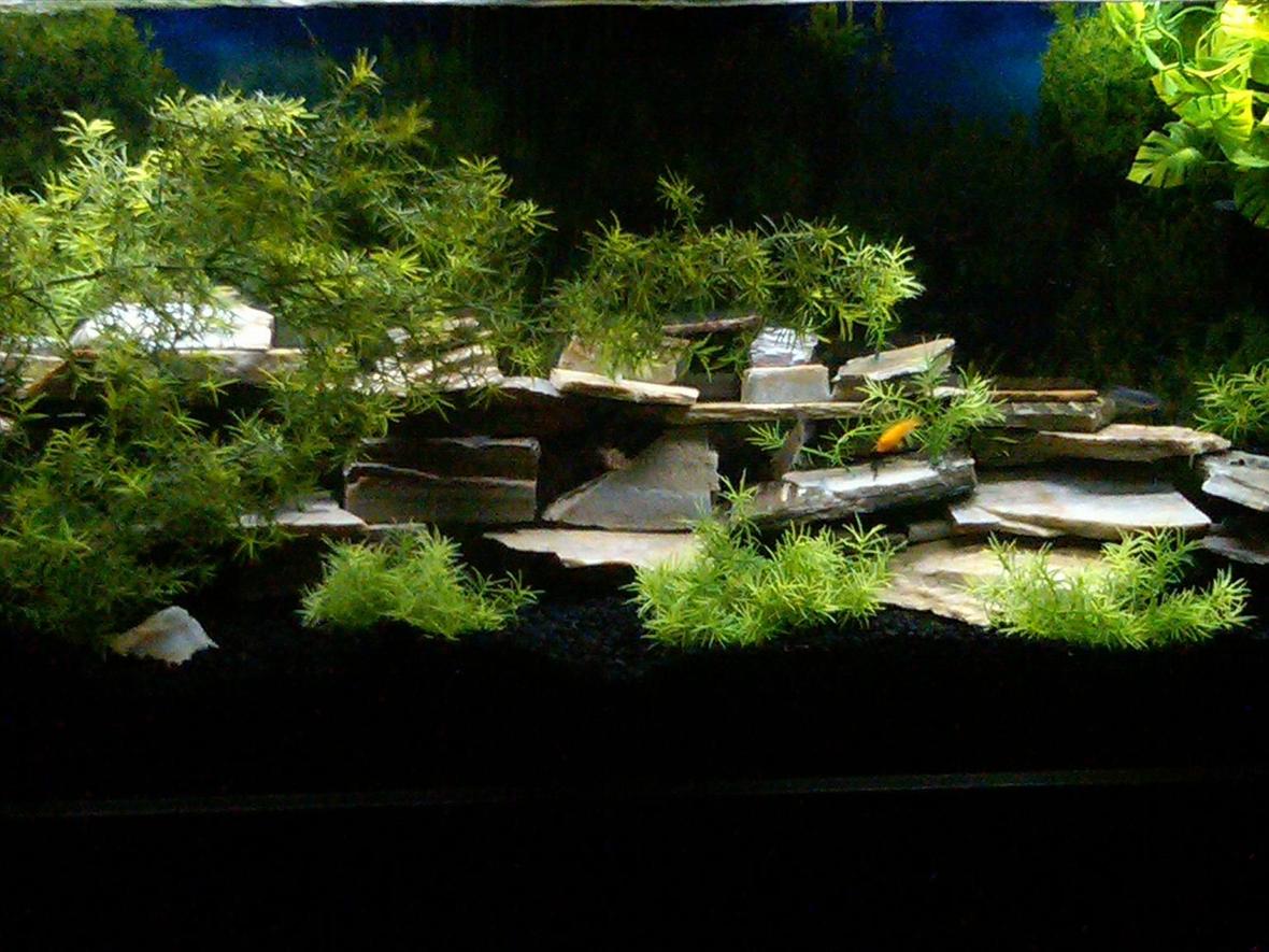 55 gallons freshwater fish tank (mostly fish and non-living decorations) - 55 gallon african cichlid tank
