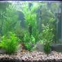 25 gallons freshwater fish tank (mostly fish and non-living decorations) - 25 gallon Tank, 2 weeks after setup, 2 day with fish