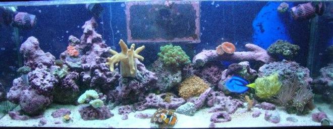 30 gallons reef tank (mostly live coral and fish) - My reef tank