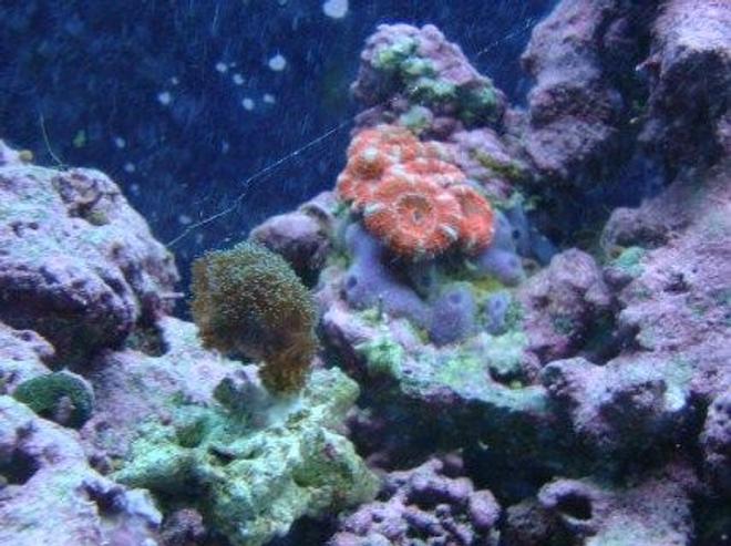 corals inverts - acanthastrea lordhowensis - acan stocking in 30 gallons tank - pink acan and cats paw