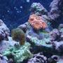 corals inverts - acanthastrea lordhowensis - acan stocking in 30 gallons tank - pink acan and cats paw