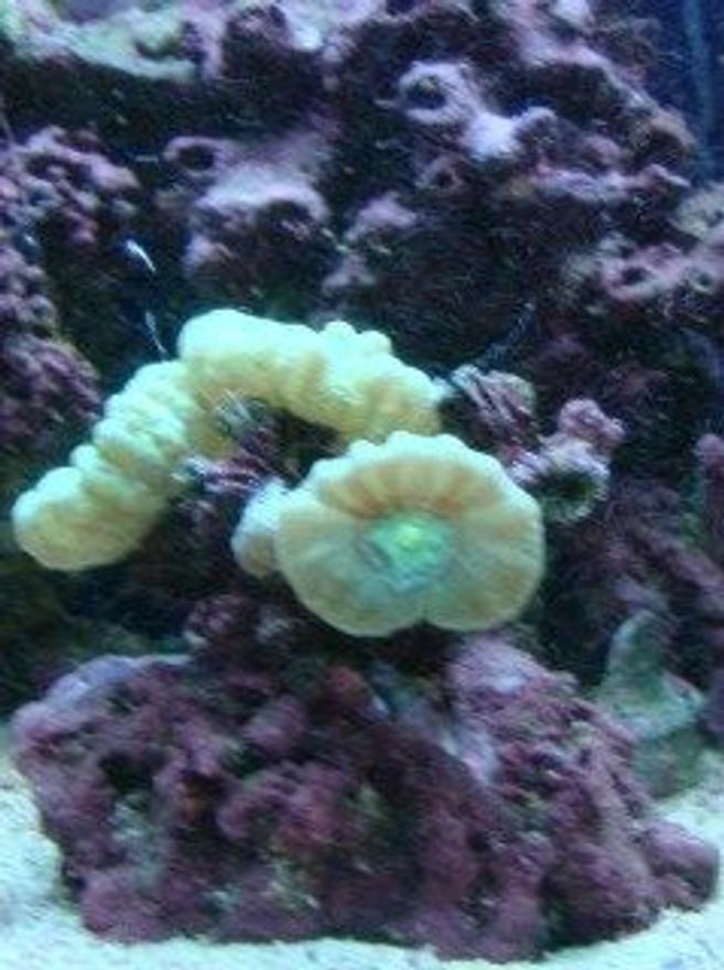 corals inverts - caulastrea furcata - candy cane coral stocking in 30 gallons tank - candy cane