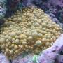 corals inverts - ricordea yuma - flower / ricordea mushroom, green stocking in 30 gallons tank - Ricordea