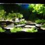 fish tank picture - front4