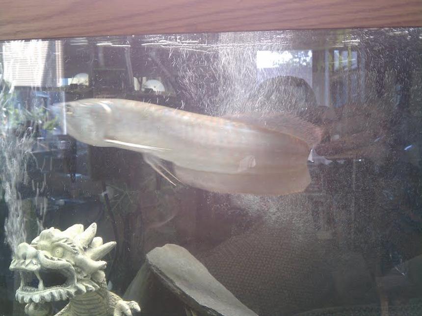 Rated #106: Freshwater Fish - Osteoglossum Bicirrhosum - Silver Arowana Stocking In 125 Gallons Tank - Silky Johnson my Silver Arowana