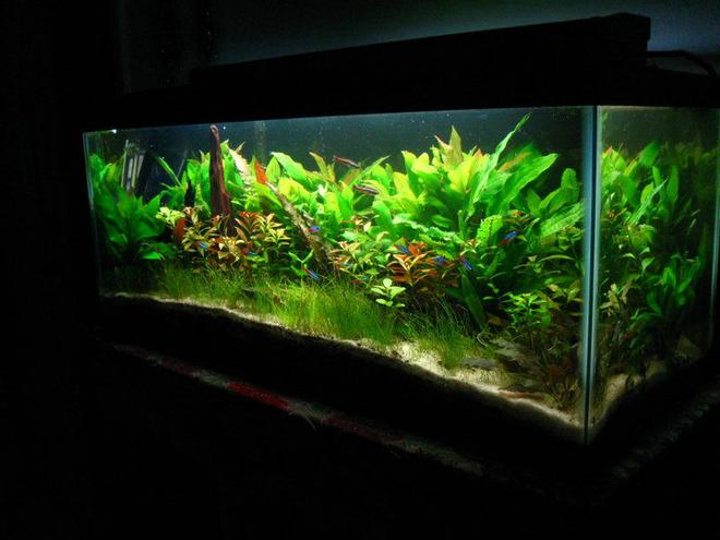 20 gallons planted tank (mostly live plants and fish) - 20 gal