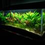 20 gallons planted tank (mostly live plants and fish) - 20 gal