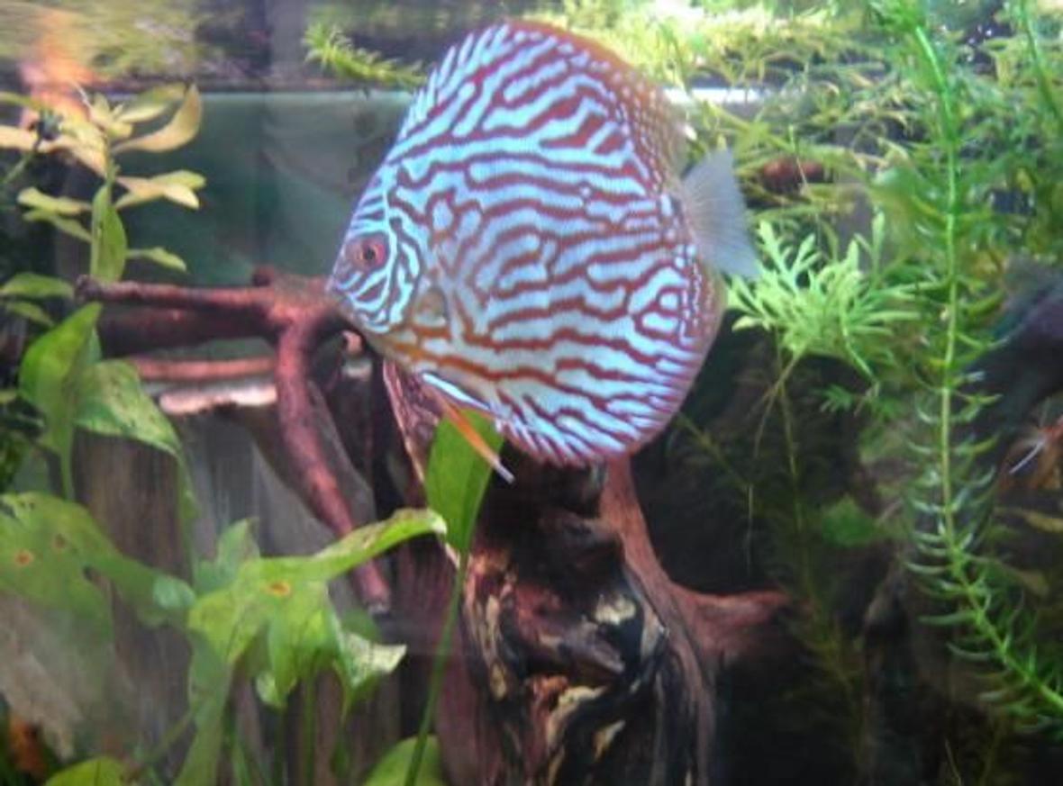 freshwater fish - symphysodon sp. - blue turquoise discus stocking in 10 gallons tank - crazy abt discus fish