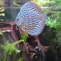 freshwater fish - symphysodon sp. - blue turquoise discus stocking in 10 gallons tank - crazy abt discus fish