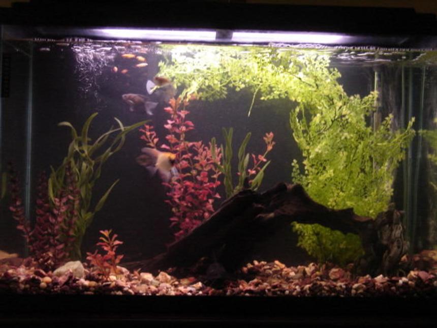 Rated #162: 45 Gallons Freshwater Fish Tank - 45 gallon, plastic plants, driftwood, 1x hatchet, 2x cherry barb, 1x angelfish, 1x sailfin catfish, 2x upside-down catfish, 5x golden white clouds, 3x black skirt tetra