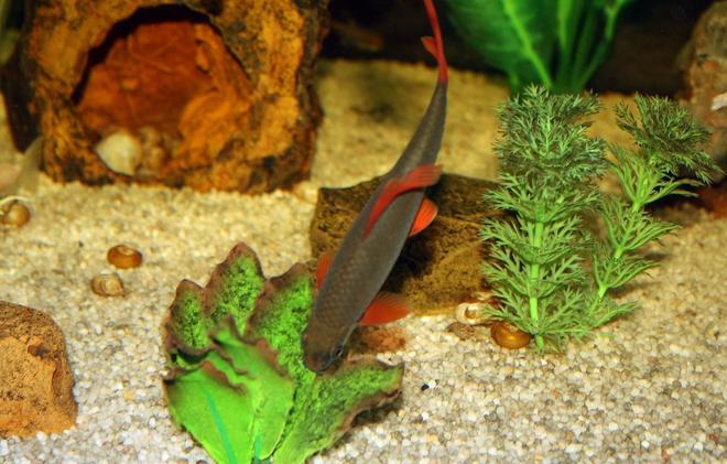 freshwater fish - epalzeorhynchos frenatus - rainbow shark stocking in 65 gallons tank - My Rainbow Shark looking for something to eat