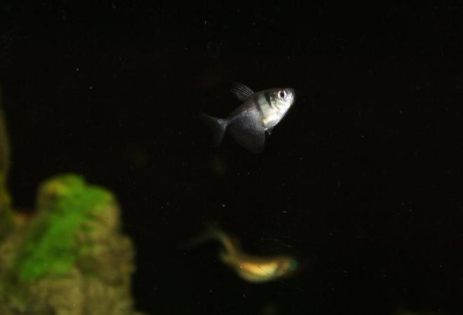 freshwater fish - gymnocorymbus sp. - black skirt tetra stocking in 65 gallons tank - My Black Skirt Tetra just hanging out