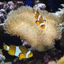 saltwater fish - amphiprion percula - true percula clownfish stocking in 39 gallons tank - Clown Fish