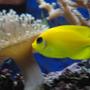 saltwater fish - centropyge flavissima - lemonpeel angelfish stocking in 39 gallons tank - Lemonpeel angel.....absolutely stunning fish, but a nightmare to photograph….they are quick…