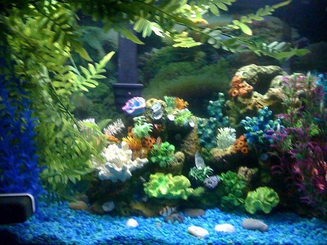 30 gallons freshwater fish tank (mostly fish and non-living decorations) - Colorful Fresh Water Fish Tank