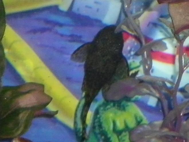 freshwater fish stocking in 29 gallons tank