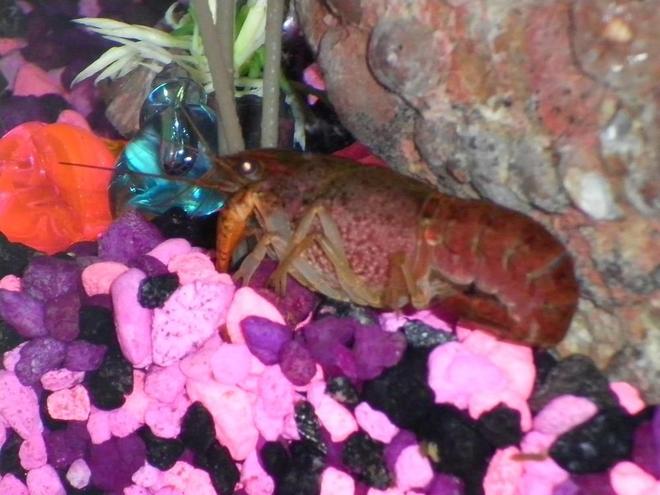 corals inverts - cherax sp. - sunburst fire lobster stocking in 29 gallons tank - My cray hanging out in the rocks.