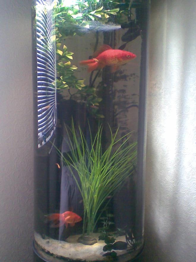 36 gallons freshwater fish tank (mostly fish and non-living decorations) - The new guy Nelson with Gary.