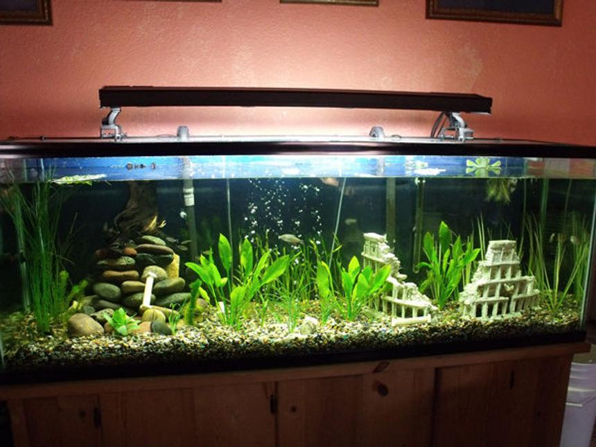 Rated #127: 135 Gallons Planted Tank - My planted tank.