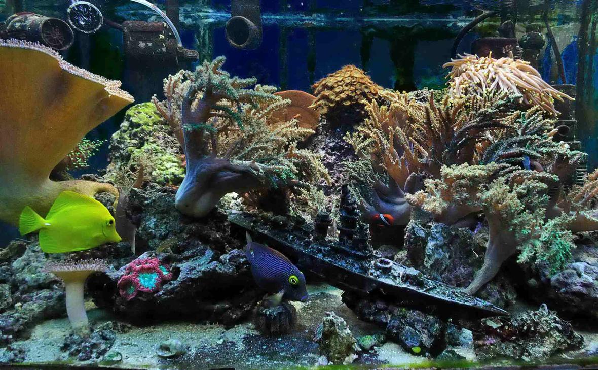 50 gallons reef tank (mostly live coral and fish) - 50 gallon reef (5 years experience, last 4 in place)